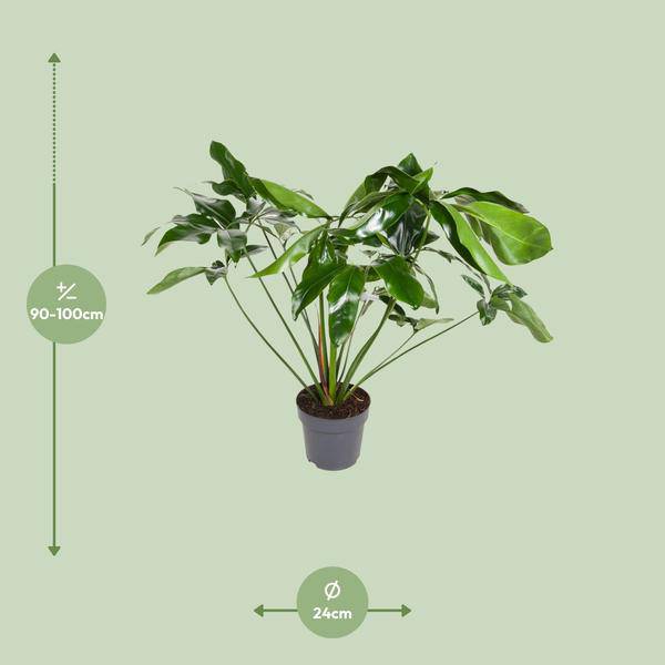 Baumfreund Philodendron Green Wonder Zimmerpflanze Ø24cm ↕100cm – pflegeleichte Grünpflanze für Wohnzimmer, Büro & helle Standorte kaufen – Plant