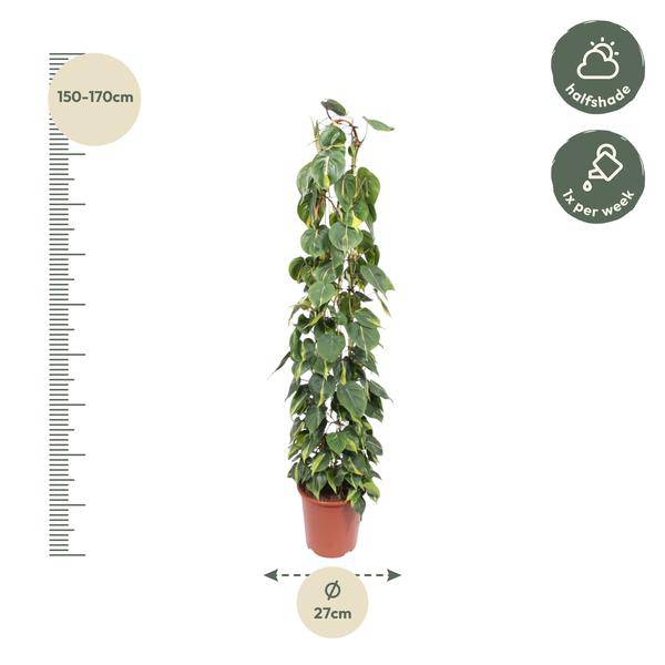 Baumfreund – Philodendron Scandens Brasil – Zimmerpflanze – 160cm – Ø27cm – pflegeleichte Kletterpflanze mit herzförmigen Blättern – Plant