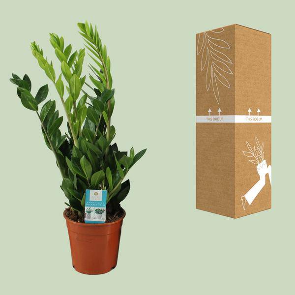 Glücksfeder Zamioculcas Zamiifolia Zimmerpflanze Ø17cm ↕65cm – pflegeleichte Grünpflanze für Wohnzimmer, Büro & helle Standorte kaufen – Plant