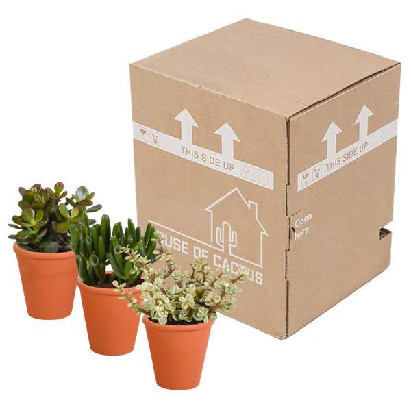Crassula Mix – Dickblatt 3 Pflanzen – Ø8,5cm Zimmerpflanzen im Terrakotta – Topf – Verschiedene Sukkulenten im mediterranen Tontopf – Plant