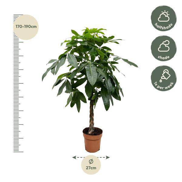 Glückskastanie – Pachira Aquatica – 150cm hoch – Ø27cm – Geldbaum als Zimmerpflanze – Luftreinigend & pflegeleicht – Ideal für Zimmer & Büro – Plant