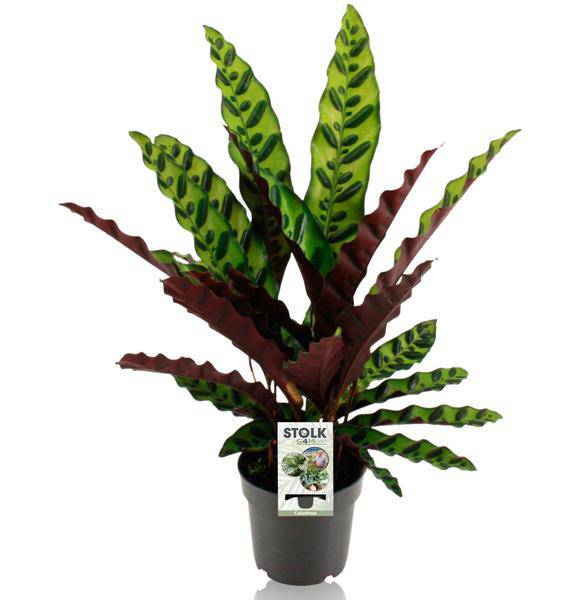 Lanzenblättrige Korbmarante – Calathea Lancifolia Insignis – Tropische Zimmerpflanze – Ø14cm – ↕45cm – Plant