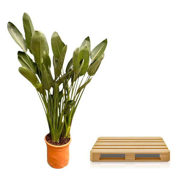 Strelitzia Reginae – Paradiesvogelblume – Zimmerpflanze 180cm – Ø50cm – Exotische Kübelpflanze mit orangefarbenen Blüten – Pflegeleicht – Plant