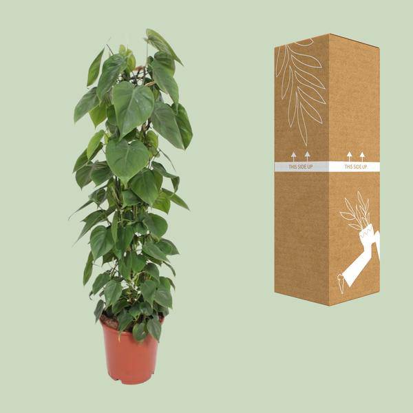 Baumfreund Philodendron Scandens Zimmerpflanze Ø24cm ↕120cm – pflegeleichte Grünpflanze für Wohnzimmer, Büro & helle Standorte kaufen – Plant