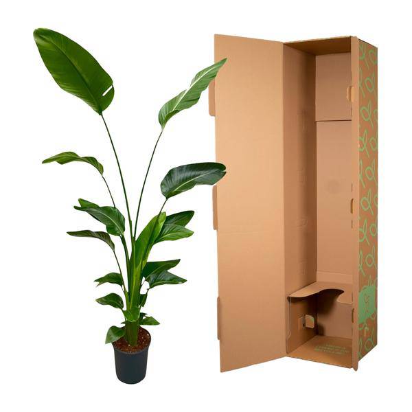 Baum – Strelitzie – Strelitzia Nicolai – Zimmerpflanze 175cm – Ø24cm – Weißer Paradiesvogel mit großen grünen Blättern – Plant