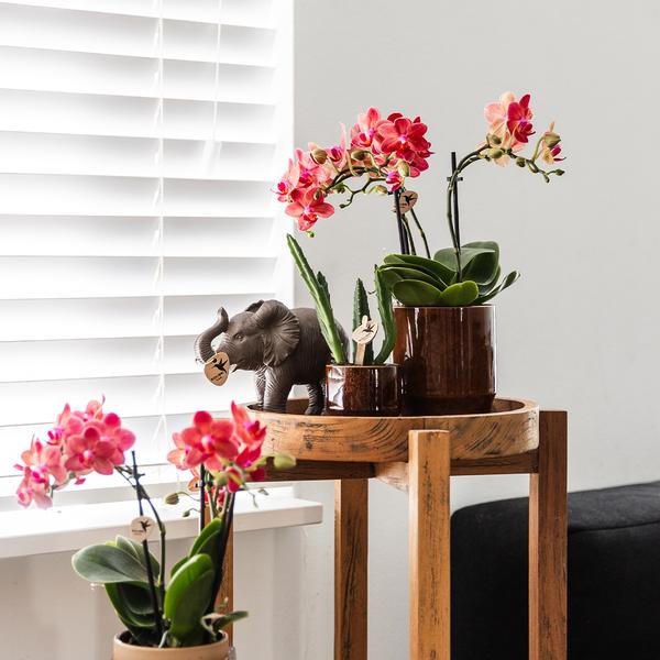 Aasblume – Stapelia – Zimmerpflanze – Ø6cm – Exotische & pflegeleichte Sukkulente – Seltene Kaktusart für Wohnzimmer, Büro & Pflanzenliebhaber