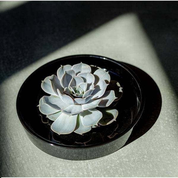 Sukkulente – Echeveria pulidonis ROOTLESS – Ø20cm Schale Schwarz – Zimmerpflanze ohne Wurzeln – Pflegeleichte Schnitt – Plant