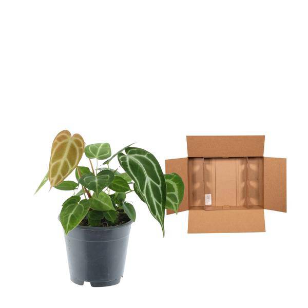 Anthurium Crystallinum – Flamingoblume – Zimmerpflanze ↕35cm – Ø12cm – Exotische Grünpflanze mit herzförmigen Blättern & weißen Blattadern