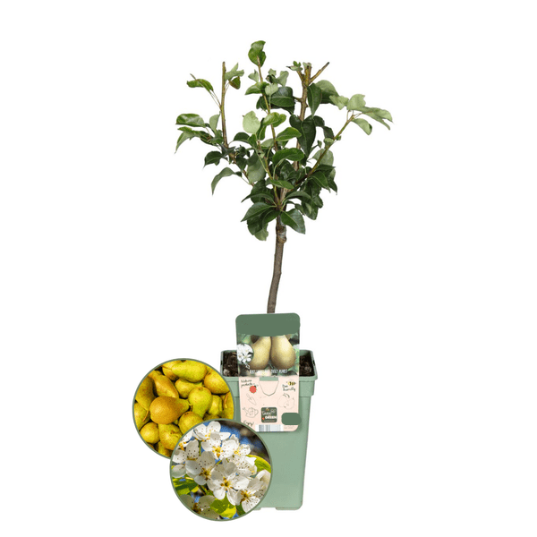 Birnbaum Pyrus communis Conference – Gelbe Birne – Obstbaum – Höhe ca. 90cm – 21cm – Ertragreiche, pflegeleichte Obstpflanze für Garten & Terrasse – Plant