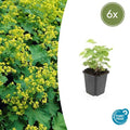 Weicher Frauenmantel Alchemilla mollis – ↕10-25cm – Ø9cm – Bodendecker & Staude für Beete, schattige Plätze & Garten – Plant
