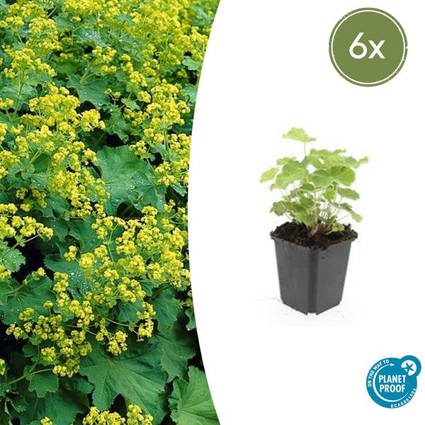 Weicher Frauenmantel Alchemilla mollis – ↕10-25cm – Ø9cm – Bodendecker & Staude für Beete, schattige Plätze & Garten – Plant