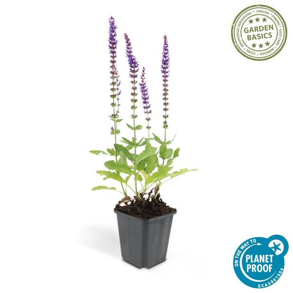 Blüten – Salbei – Salvia nemorosa 'Ostfriesland' – ↕10-25cm – Ø9cm – Lila Blüten – Pflegeleichte Staude – Sonniger Standort – Plant