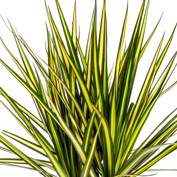 Dracaena Marginata Sunray – Drachenbaum – Zimmerpflanze – Ø17cm – ↕60-80cm – Grüne & gelbe Blätter, pflegeleicht – Plant
