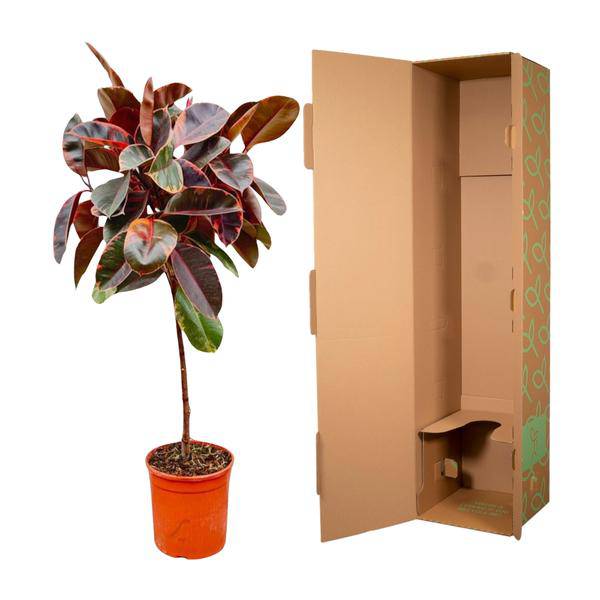 Gummibaum Ficus Elastica Belize Zimmerpflanze Ø24cm ↕130cm – pflegeleichte Grünpflanze für Wohnzimmer, Büro & helle Standorte kaufen – Plant