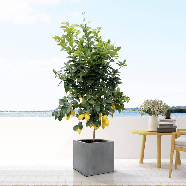 Block Topf Grau – D30cm x H30cm – Blumentopf in Würfelform – Eleganter Pflanzkübel für Innenbereiche – Stilvolle Dekoration für Pflanzen & Wohnräume – Plant