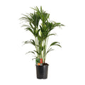 Kentiapalme Howea Forsteriana – Zimmerpflanze Ø24cm ↕120cm – pflegeleichte tropische Grünpflanze luftreinigend für Wohnzimmer Büro Schlafzimmer – Plant