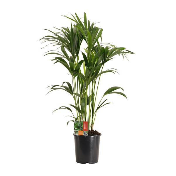 Kentiapalme Howea Forsteriana – Zimmerpflanze Ø24cm ↕120cm – pflegeleichte tropische Grünpflanze luftreinigend für Wohnzimmer Büro Schlafzimmer – Plant