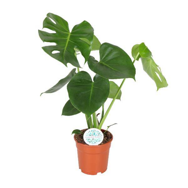 Fensterblatt Monstera Minima Zimmerpflanze Ø17cm ↕55cm – pflegeleichte Grünpflanze für Wohnzimmer, Büro & helle Standorte kaufen – Plant