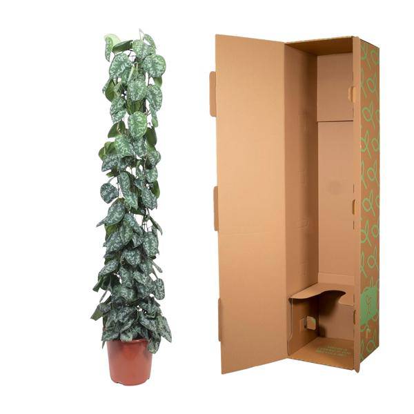 Efeutute Scindapsus Pictus Trebie Zimmerpflanze Ø27cm ↕160cm – pflegeleichte Grünpflanze für Wohnzimmer, Büro & helle Standorte kaufen – Plant