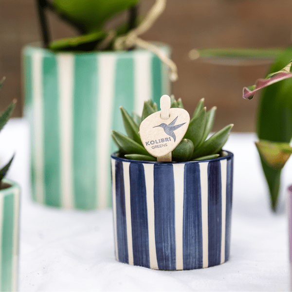 Ziertopf Painted Stripe – Blau – Ø6cm – Keramiktopf mit Streifenmuster – Stilvolles Wohnaccessoire für kleine Zimmerpflanzen, Sukkulenten & Kakteen – Plant