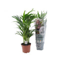 Goldfruchtpalme – Dypsis Lutescens – Zimmerpflanze – Ø17cm – Höhe 65cm – elegante Innenraumbegrünung – Plant