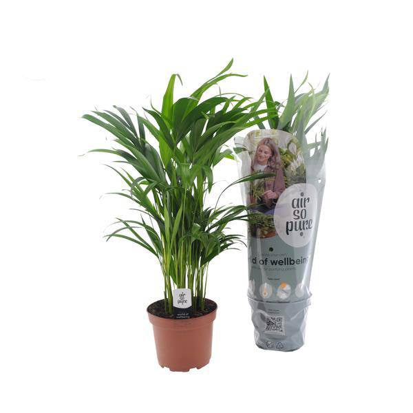 Goldfruchtpalme – Dypsis Lutescens – Zimmerpflanze – Ø17cm – Höhe 65cm – elegante Innenraumbegrünung – Plant