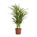 Goldfruchtpalme Dypsis lutescens Zimmerpflanze Ø17cm ↕65cm – tropische Grünpflanze für Wohnzimmer, Büro & helle Standorte kaufen – Plant