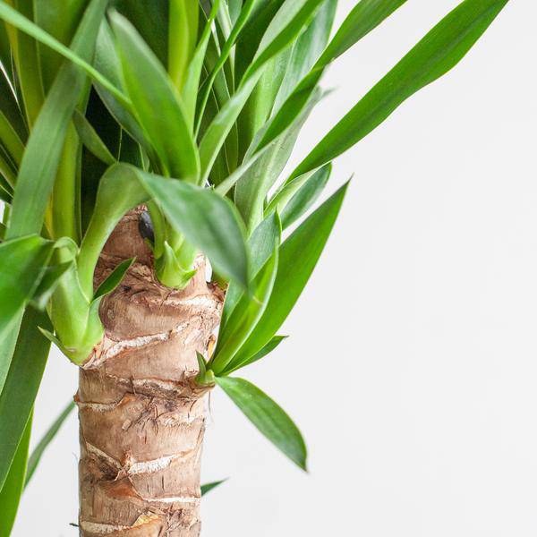 Dracaena Janet Lind 95cm – Drachenbaum Zimmerpflanze Ø21cm im weißen Viber Topf – pflegeleichte luftreinigende Grünpflanze für Wohnzimmer und Büro – Plant