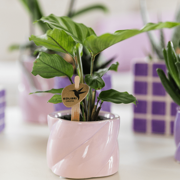 Calathea – Korbmarante – Zimmerpflanze Ø6cm – Luftreinigende tropische Blattschmuckpflanze mit auffälligem Blattmuster – Plant
