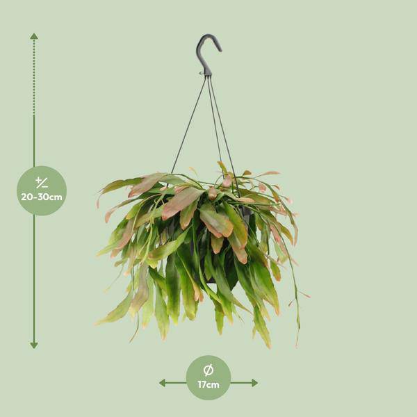 Korallenkaktus Rhipsalis Red Coral – Ø17cm – ↕25cm – Hängende Zimmerpflanze ohne Dornen – Exotische Grünpflanze mit roten Trieben – Plant