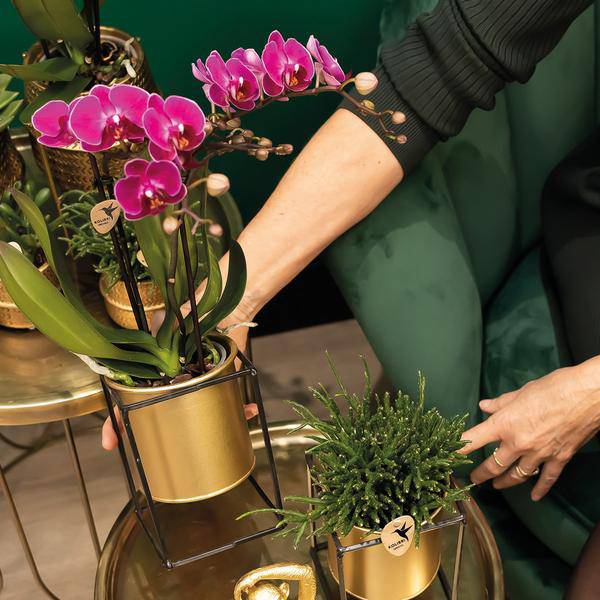 Orchideen Überraschungsbox – 4 Pflanzen Ø9cm – Frische Phalaenopsis Orchideen direkt vom Züchter – Pflegeleichte Zimmerpflanzen – Plant