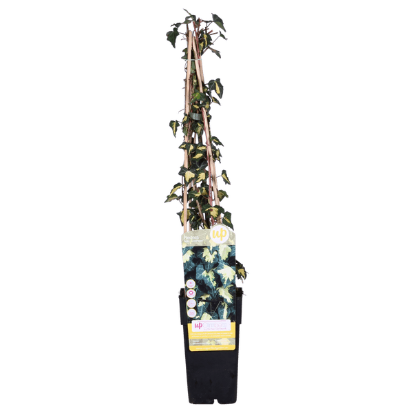 Gold – Efeu – Hedera helix ‘Goldheart’ – Ø15cm – ca. 65cm hoch – Immergrüne & winterharte Kletterpflanze mit gelbgrünen Blättern – Plant