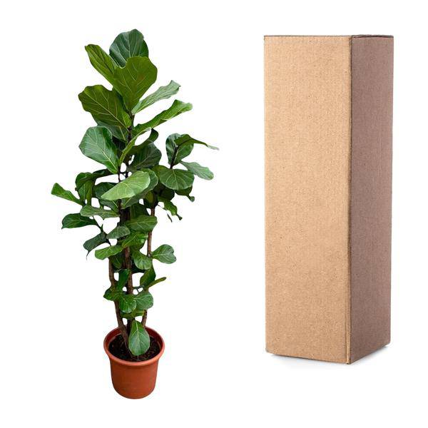 Geigen – Feige – Ficus Lyrata – Zimmerpflanze 200cm – Ø40cm – XXL – Designpflanze mit großen geigenförmigen Blättern – Pflegeleicht – Plant