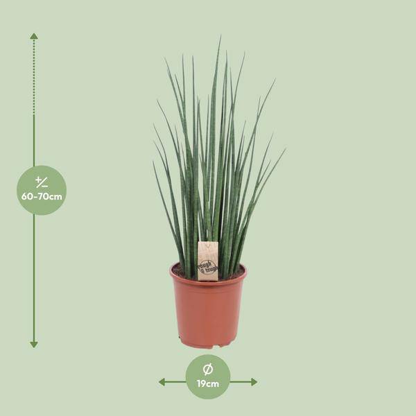 Bogenhanf – Sansevieria Mikado – Zimmerpflanze – Ø19cm – ↕70cm – Schwiegermutterzunge – pflegeleicht & luftreinigend – Plant