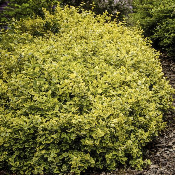 Spindelstrauch Euonymus fortunei 'Emerald 'n Gold' – ↕10-25cm – Ø9cm – Immergrün, gelb – grünes Laub – Hecke, Beet & Solitär – Plant
