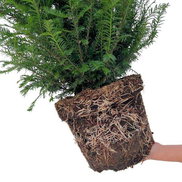 Eibe Baccata – Eibenhecke – 20 Pflanzen für 10 Meter – Immergrüne Heckenpflanzen 100-125cm – Gemeine Eibe – Dicht wachsend & schnittverträglich – Plant