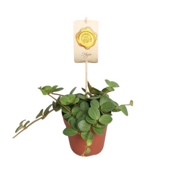 Zwergpfeffer Peperomia Hope – Zimmerpflanze – Ø12cm – ↕15cm – pflegeleichte Grünpflanze mit sukkulentenähnlichen Blättern – Plant