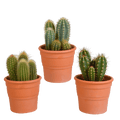 Kakteen Mix 3 Pflanzen Ø10,5cm – pflegeleichtes Pflanzen Set für Urban Jungle, Fensterbank, Wohnzimmer & Büro – Plant