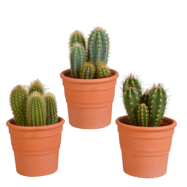 Kakteen Mix 3 Pflanzen Ø10,5cm – pflegeleichtes Pflanzen Set für Urban Jungle, Fensterbank, Wohnzimmer & Büro – Plant