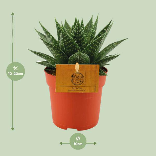 Sukkulente Gasterie Hybride Aurora Zimmerpflanze Ø11cm ↕15cm – pflegeleichte Sukkulente für Wohnzimmer, Büro & helle Standorte kaufen – Plant