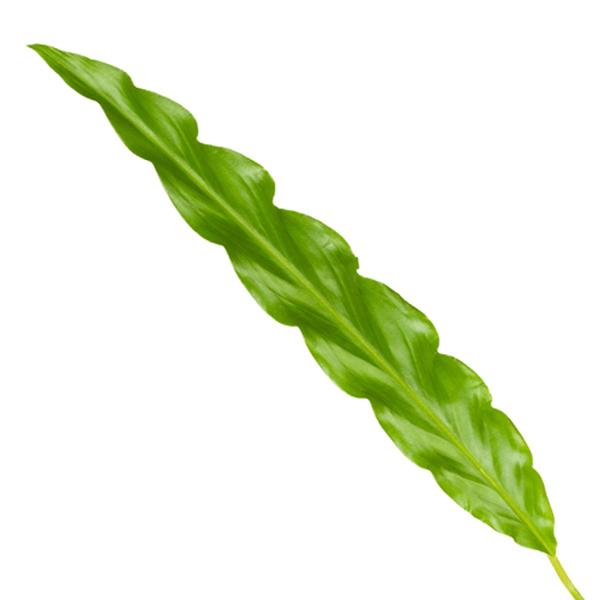 Calathea Bluegrass – Korbmarante Zimmerpflanze – Blaugrüne Blätter mit lila Unterseite – ↕35cm – Ø12cm – Tropische Pflanze für Zuhause & Büro – Plant
