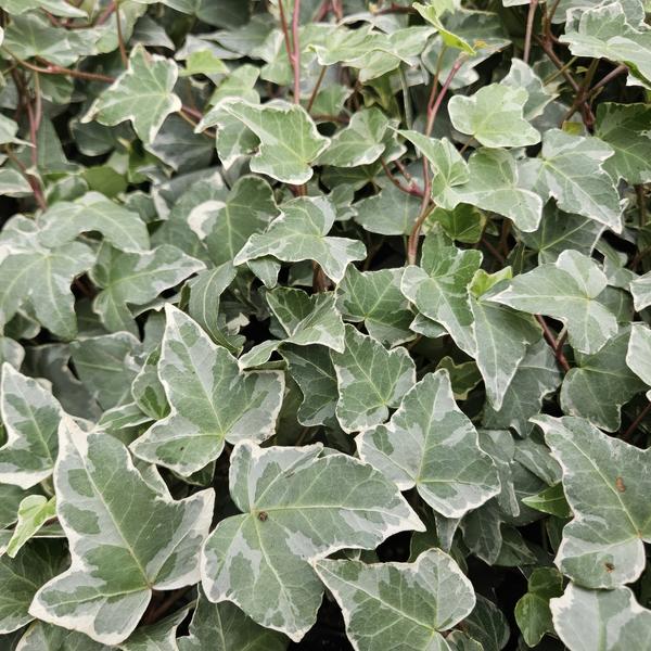 Hedera helix 'Glacier' – Weißgrüner Efeu – Ø9cm – ↕10-25cm – Bodendecker & pflegeleicht – schnellwachsend – Plant