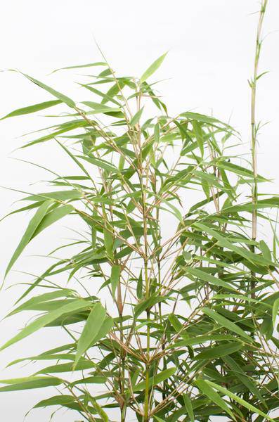 Schirmbambus Fargesia rufa – 4 Pflanzen – ca. 40cm hoch Ø14cm – Kompakter, horstbildender Bambus – Winterhart & pflegeleicht – Für Garten, Balkon & Teichrand – Plant