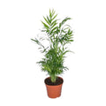 Mexikanische Bergpalme – Chamaedorea Elegans – Ø17cm x H55cm – Pflegeleichte Zimmerpalme – Für Halbschatten – Luftreinigend – Im Pflanztopf – Plant