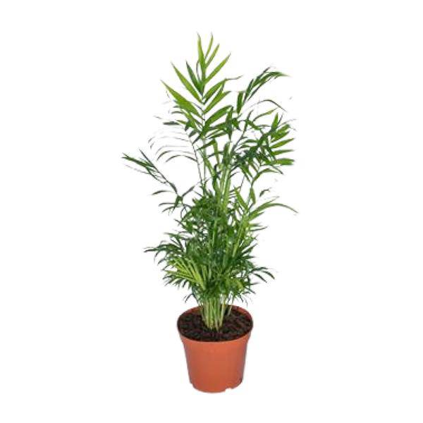 Mexikanische Bergpalme – Chamaedorea Elegans – Ø17cm x H55cm – Pflegeleichte Zimmerpalme – Für Halbschatten – Luftreinigend – Im Pflanztopf – Plant