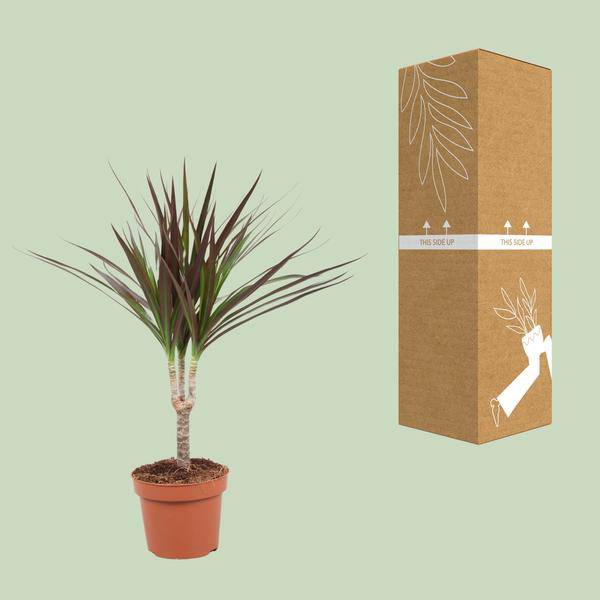 Drachenbaum Dracaena Magenta Zimmerpflanze Ø12cm ↕50cm – pflegeleichte Grünpflanze für Wohnzimmer, Büro & helle Standorte kaufen – Plant
