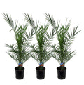 Phoenix Canariensis – Kanarische Dattelpalme – Zimmerpflanze – Ø15cm – Höhe ca. 80cm – 3 Pflanzen – Plant