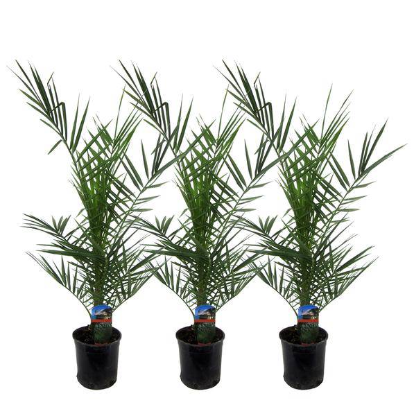 Phoenix Canariensis – Kanarische Dattelpalme – Zimmerpflanze – Ø15cm – Höhe ca. 80cm – 3 Pflanzen – Plant