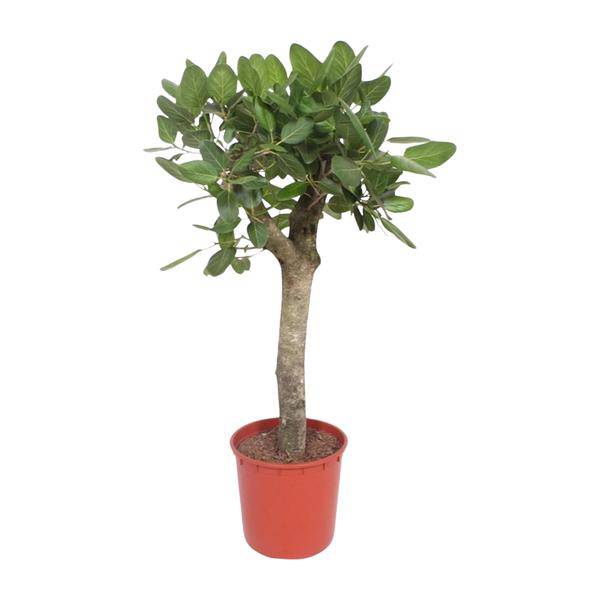 Ficus Benghalensis – Banyan – Feige auf Stamm – ca. 150cm Höhe – Zimmerpflanze mit großen glänzenden Blättern – Topfgröße Ø34cm – Elegante Innenraum – Plant