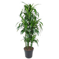 Drachenbaum – Dracaena Hawaiiana Karussell 150cm – Ø31cm – Zimmerpflanze mit langen glänzenden Blättern – Plant